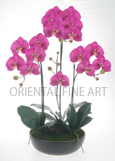 CR-60150-B 
PHALAENOPSIS