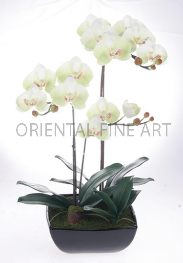 CR-172-B, 
PHALAENOPSIS