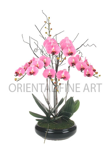 CRB-013-N 
BIG PHALAENOPSIS