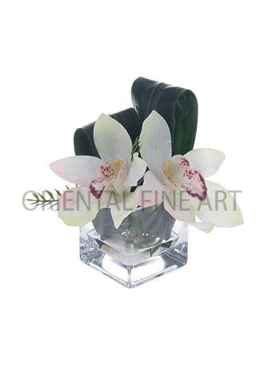 GSO-395-L 
CYMBIDIUM