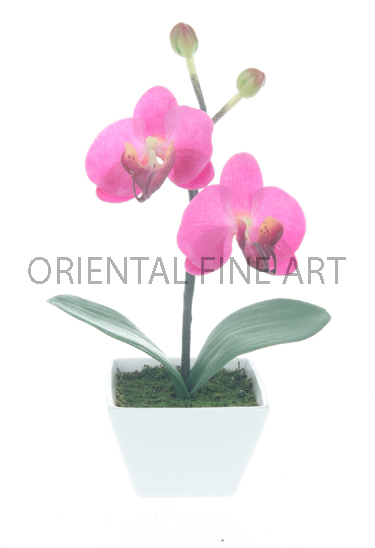 ARMC-57133-W 
PHALAENOPSIS