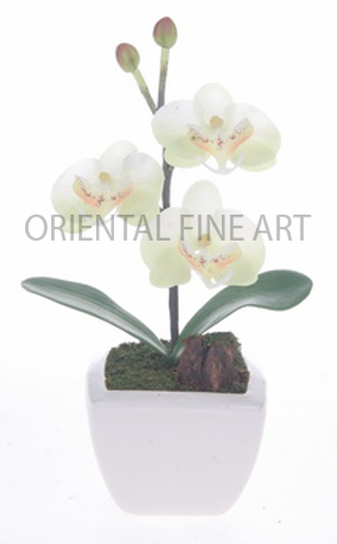 CR-700-CRM. 
PHALAENOPSIS