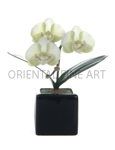 CR-40-P 
PHALAENOPSIS