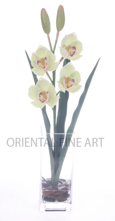 SQA-742-L 
CYMBIDIUM