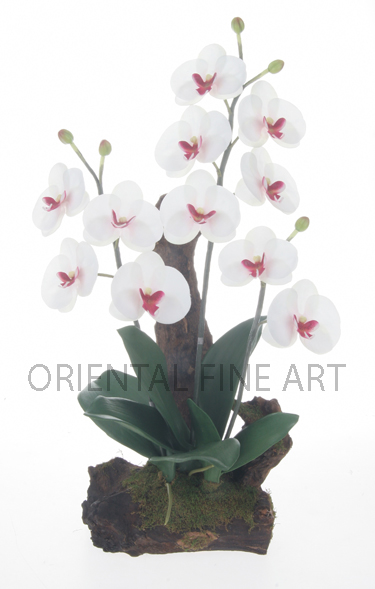 ARMC-57006-N. 
PHALAENOPSIS