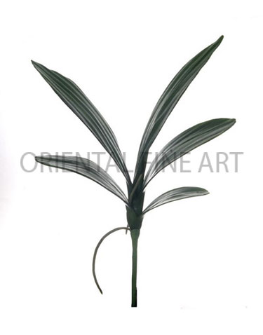 PF-0129-R 
PHALAENOPSIS  LEAVES