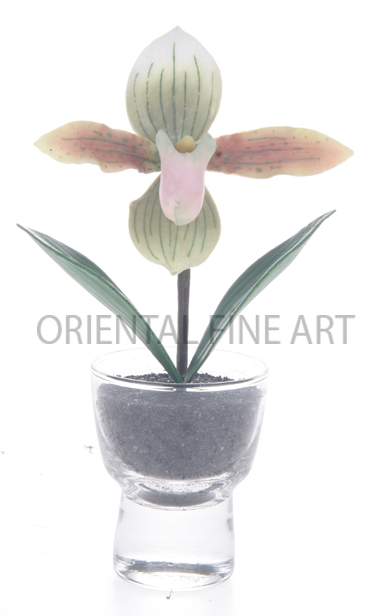 LADY SLIPPER 
LADY SLIPPER