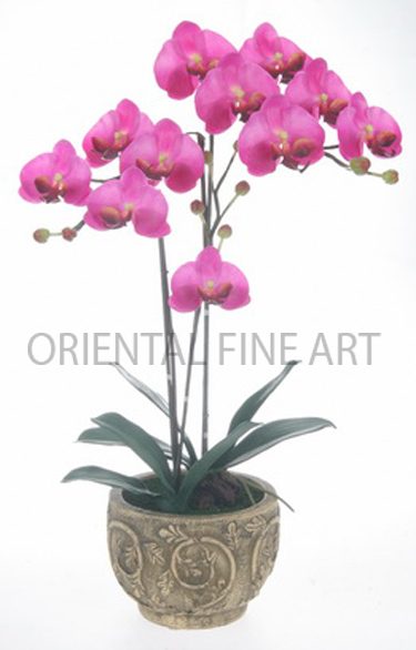 CR-60151-N 
PHALAENOPSIS