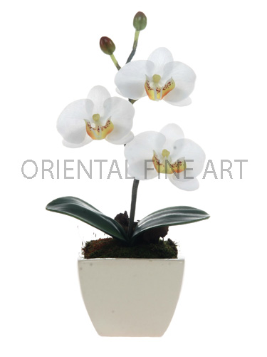 CR-282-W 
PHALAENOPSIS