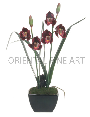 CR-284-B 
CYMBIDIUM