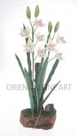 CYMBIDIUM