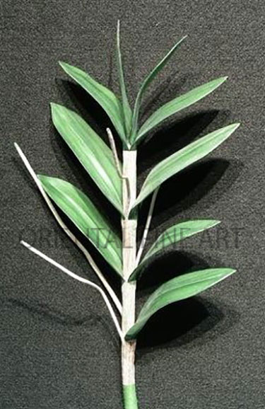 FY-7336-N 
DENDROBIUM LEAVES