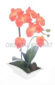 PHALAENOPSIS & ANTHURIUM