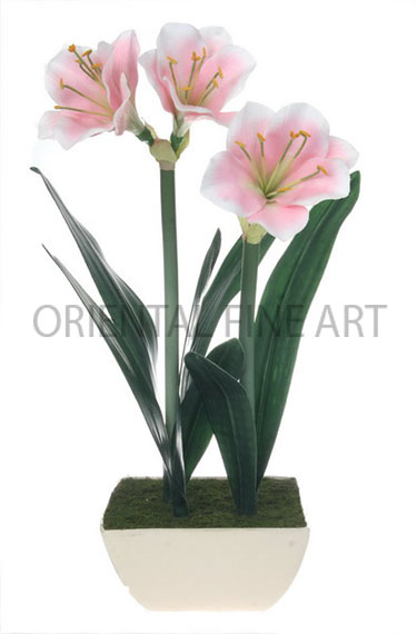 CR-533-CRM 
AMARYLLIS