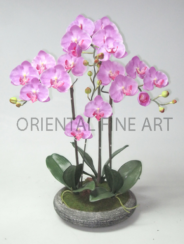 ARMC-57056-B. 
PHALAENOPSIS