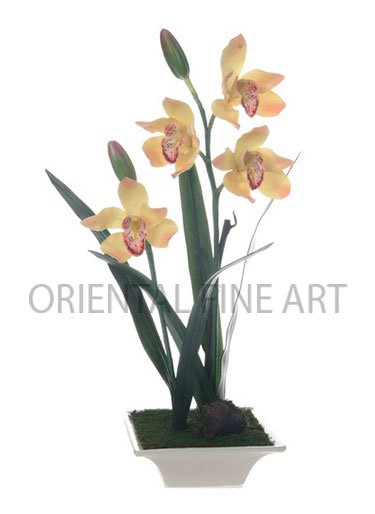 CR-404-CRM 
CYMBIDIUM