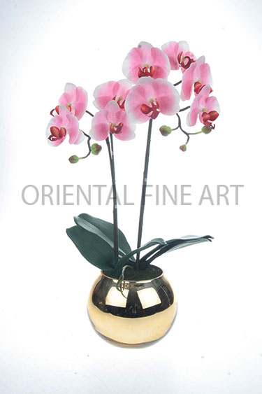 ARMC-57094-G 
PHALAENOPSIS