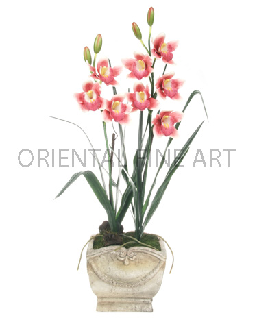 P-12-LL-273-N 
CYMBIDIUM