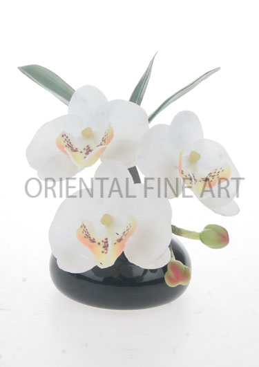 ARMC-57210-CRM 
PHALAENOPSIS