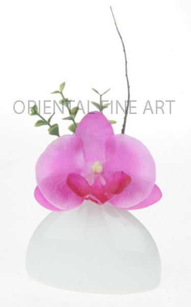 CR-58158-W. 
PHALAENOPSIS