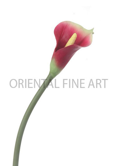 PY-0104-N 
CALLA LILY