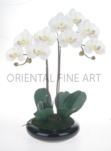 ARMC-57049-B, 
PHALAENOPSIS