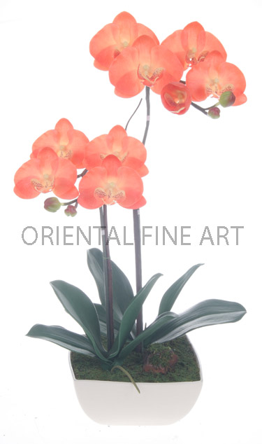 ARMC-57046-CRM.. 
PHALAENOPSIS