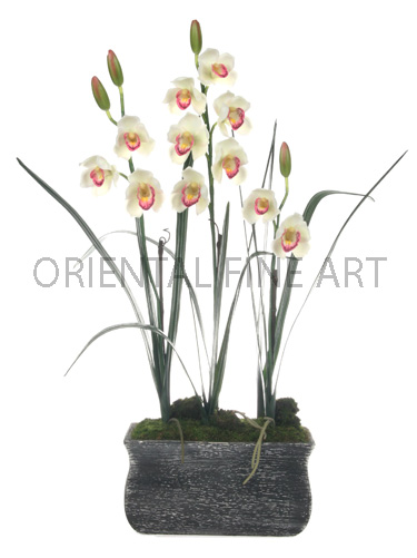 CRJ-269-01227-B 
CYMBIDIUM