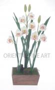 CYMBIDIUM