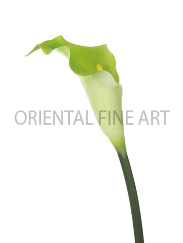 PT-0311-N 
CALLA LILY