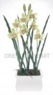 CYMBIDIUM