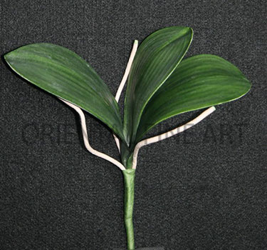 PF-0166-N  
PHALAENOPSIS LEAVES