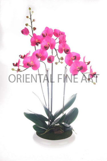 ARMC-57044-W 
PHALAENOPSIS