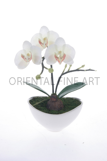 ARMC-57108-W. 
PHALAENOPSIS