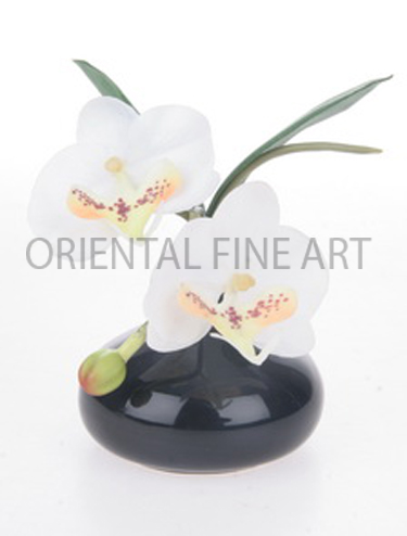 CR-58166-B 
PHALAENOPSIS