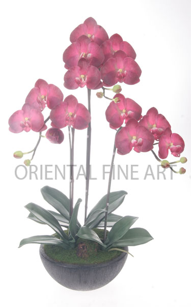 ARMC-57002-B 
PHALAENOPSIS