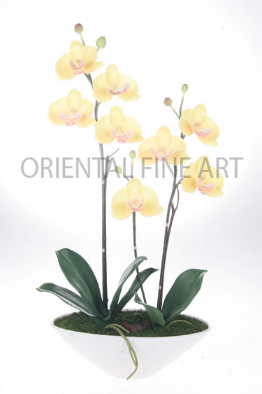 ARMC-57175-B 
PHALAENOPSIS