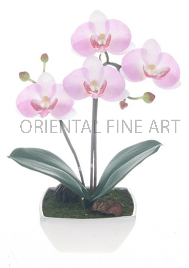 CR-360-W 
PHALAENOPSIS