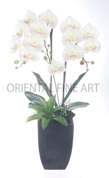 ARMC-57208-B 
PHALAENOPSIS