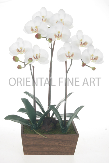 T16-TXC-60124-N 
PHALAENOPSIS