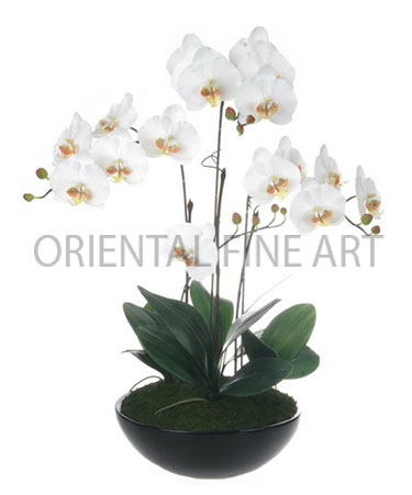 CR-406-B 
BIG PHALAENOPSIS