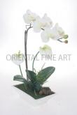 PHALAENOPSIS AND ANTHURIUM