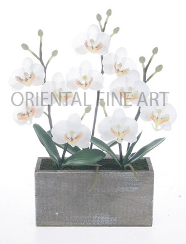 FXW-58057-N 
PHALAENOPSIS