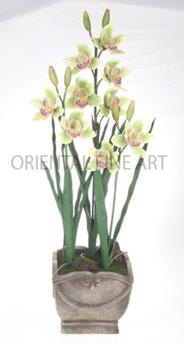 CR-59121-N. 
BIG CYMBIDIUM