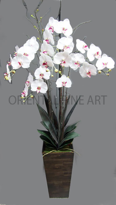 ARMC-57019-N 
BIG PHALAENOPSIS