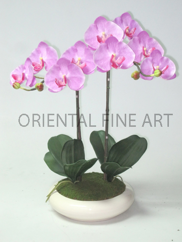 ARMC-57049-CRM 
PHALAENOPSIS