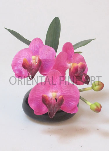 ARMC-57210-B. 
PHALAENOPSIS