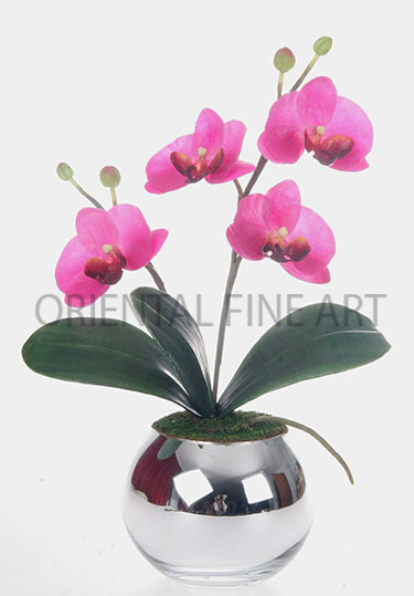 ZCO-492-N 
PHALAENOPSIS