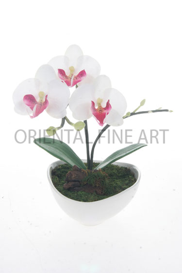 ARMC-57108-W 
PHALAENOPSIS