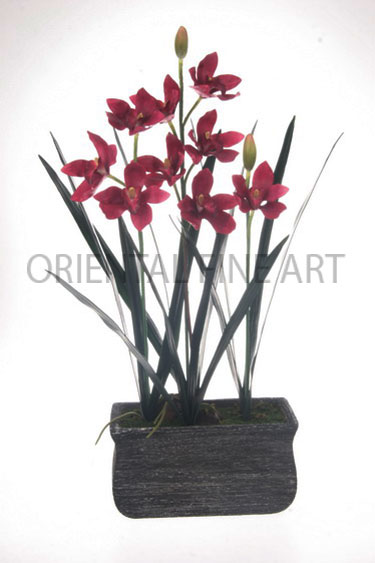 ARMC-57087-N 
CYMBIDIUM